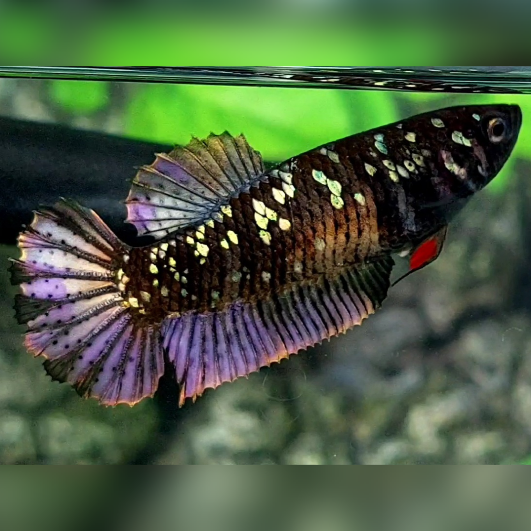 Blackstar Copper Purple Gold HMPK Female For Sorority / Breed