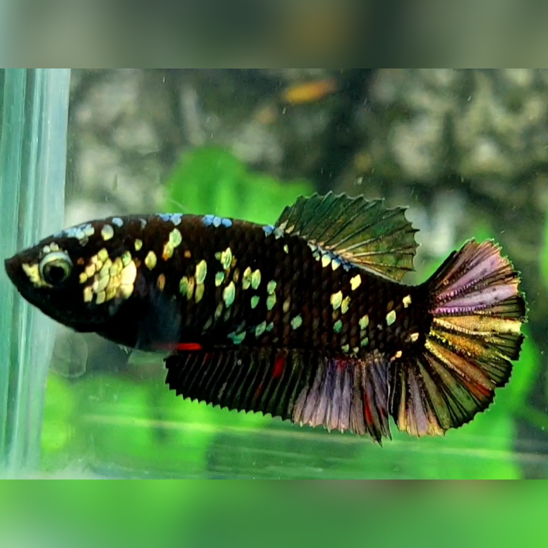 Avatar Copper Purple Gold HMPK Betta Fish Female For Sorority / Breed