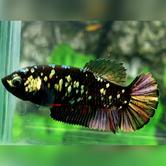 Blackstar Avatar Copper Purple Gold HMPK Female For Sorority / Breed