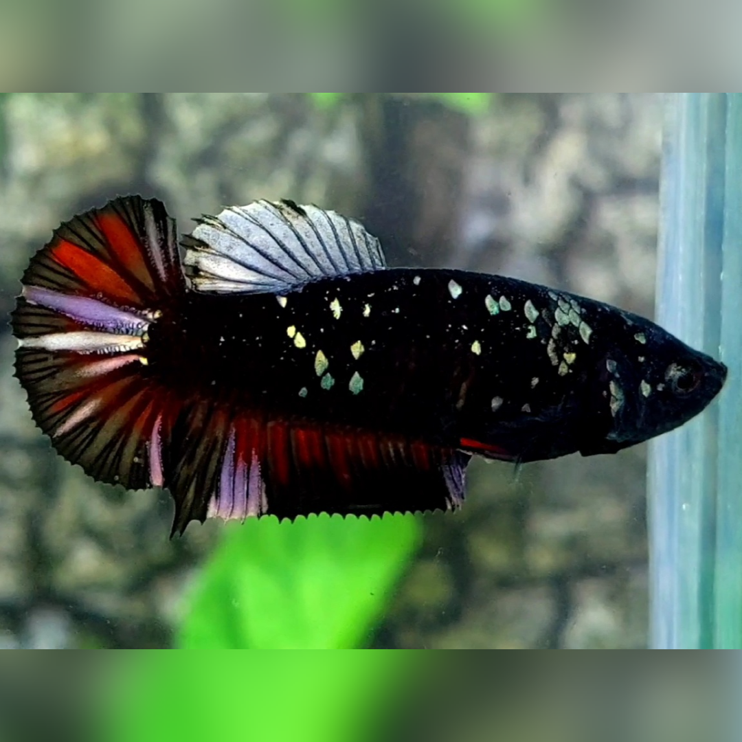 Blackstar Red Copper Purple HMPK Female For Sorority / Breed