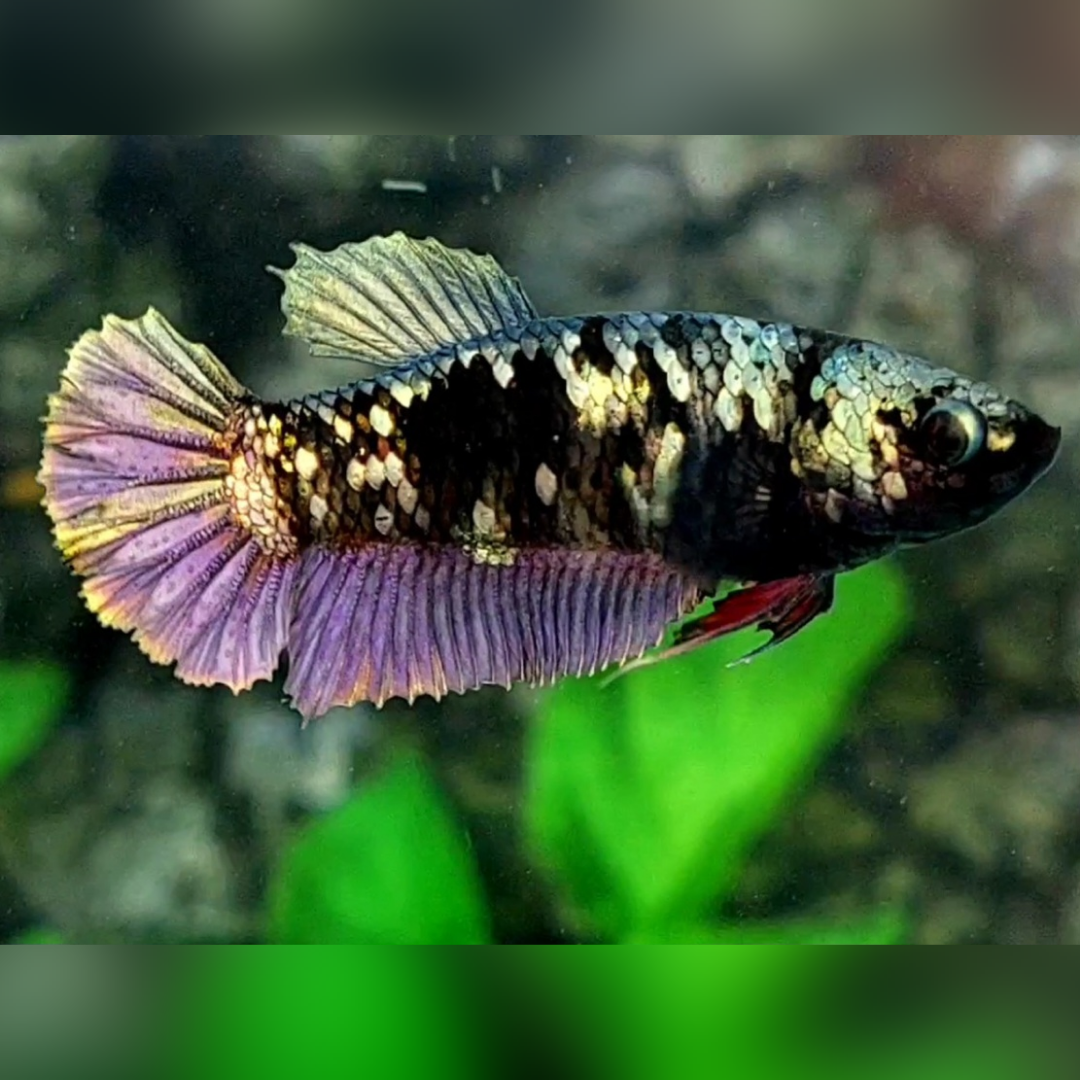 Blackstar Avatar Copper Purple Gold HMPK Female For Sorority / Breed