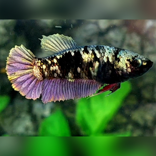 Blackstar Avatar Copper Purple Gold HMPK Female For Sorority / Breed