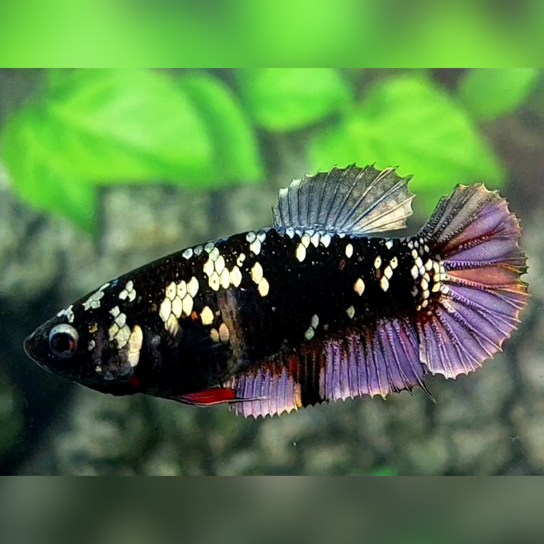 Blackstar Avatar Copper Purple HMPK Female For Sorority / Breed