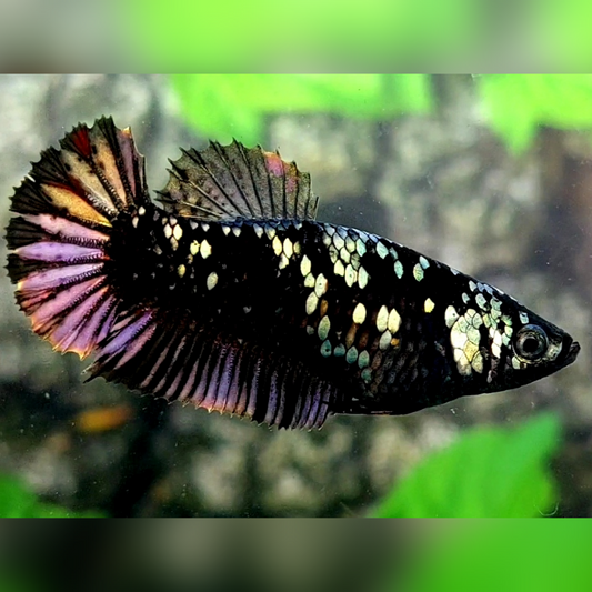 Blackstar Avatar Copper Purple Gold HMPK Female For Sorority / Breed