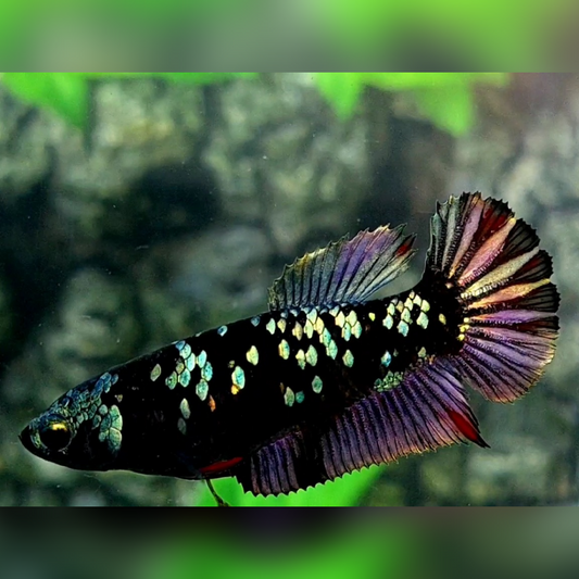 Blackstar Avatar Copper Purple Gold HMPK Female For Sorority / Breed