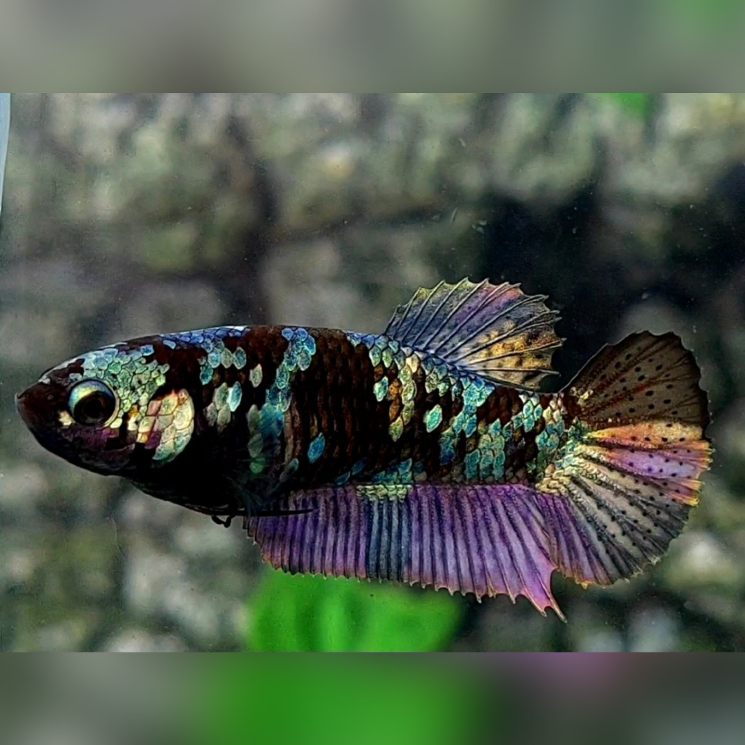 Blackstar Avatar Copper Purple Gold HMPK Female For Sorority / Breed