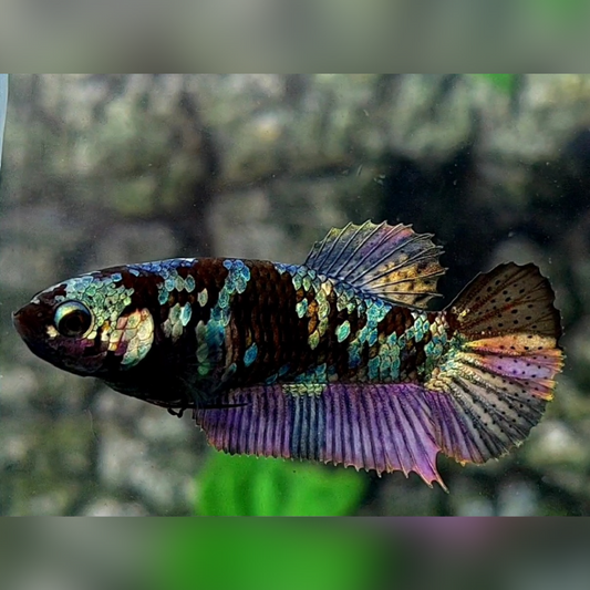 Blackstar Avatar Copper Purple Gold HMPK Female For Sorority / Breed