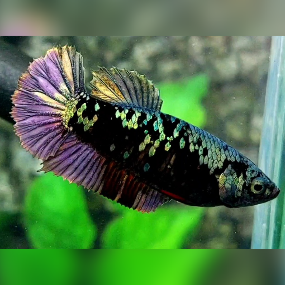 Blackstar Avatar Copper Purple Gold HMPK Female For Sorority / Breed