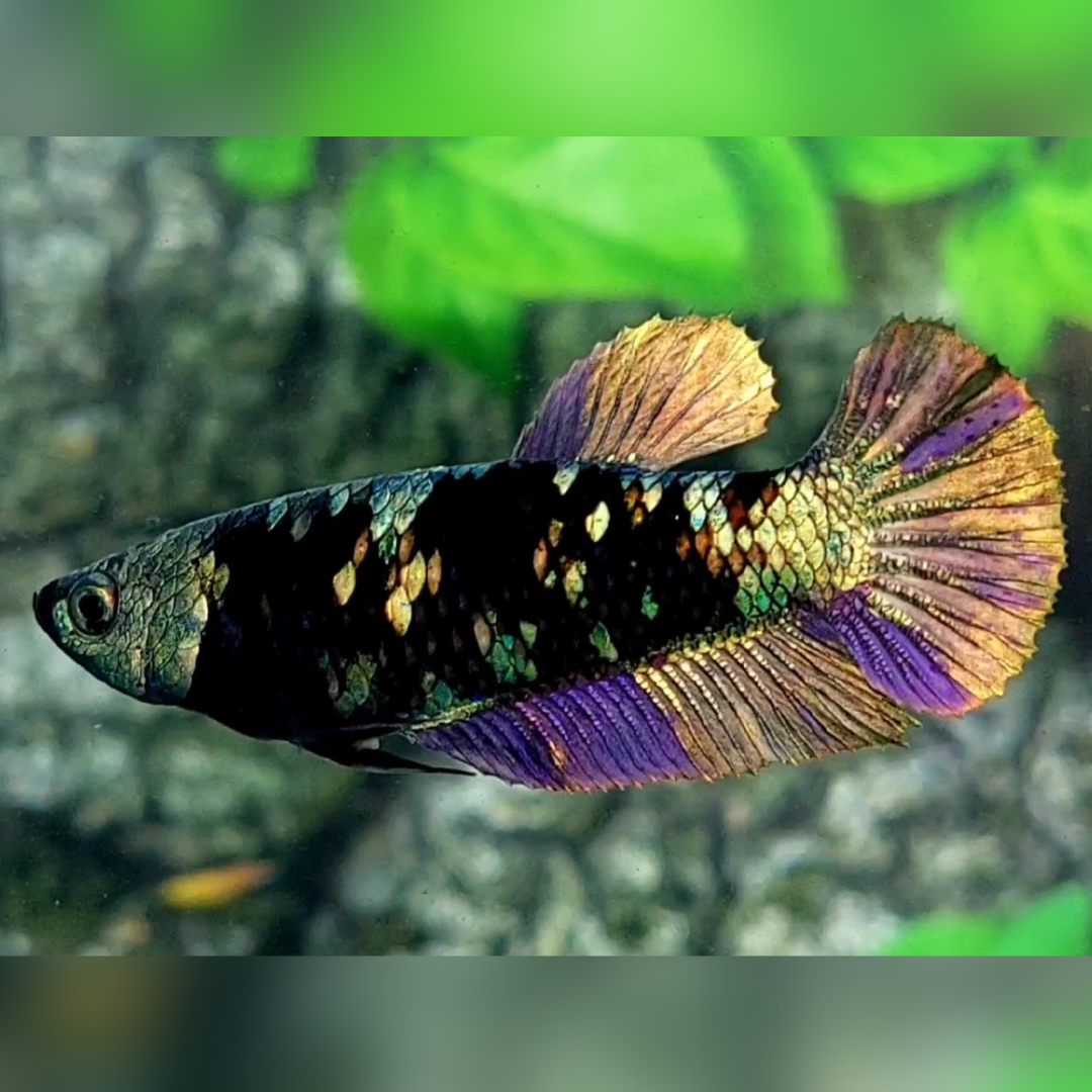 Blackstar Avatar Copper Purple Gold HMPK Female For Sorority / Breed