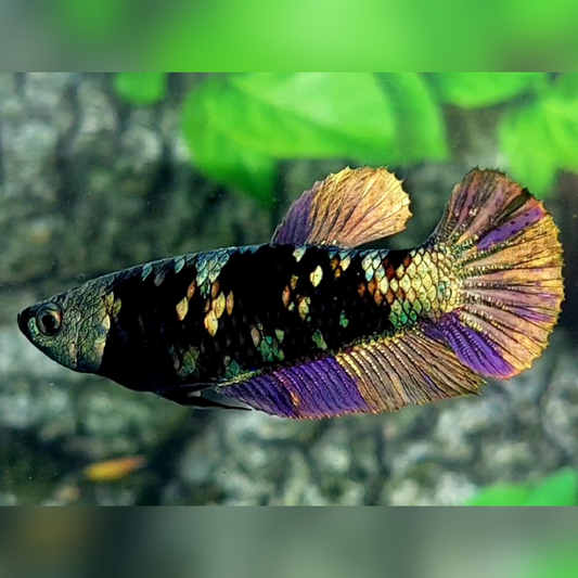 Blackstar Avatar Copper Purple Gold HMPK Female For Sorority / Breed