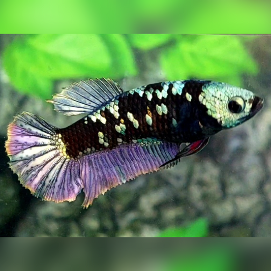 Blackstar Avatar Copper Purple HMPK Female For Sorority / Breed