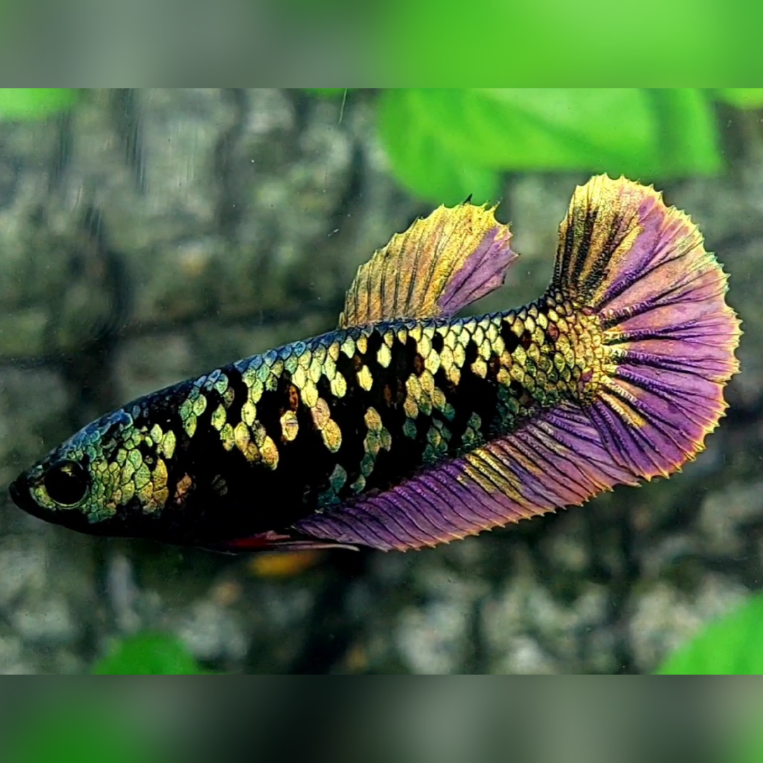 Blackstar Avatar Copper Purple Gold HMPK Female For Sorority / Breed