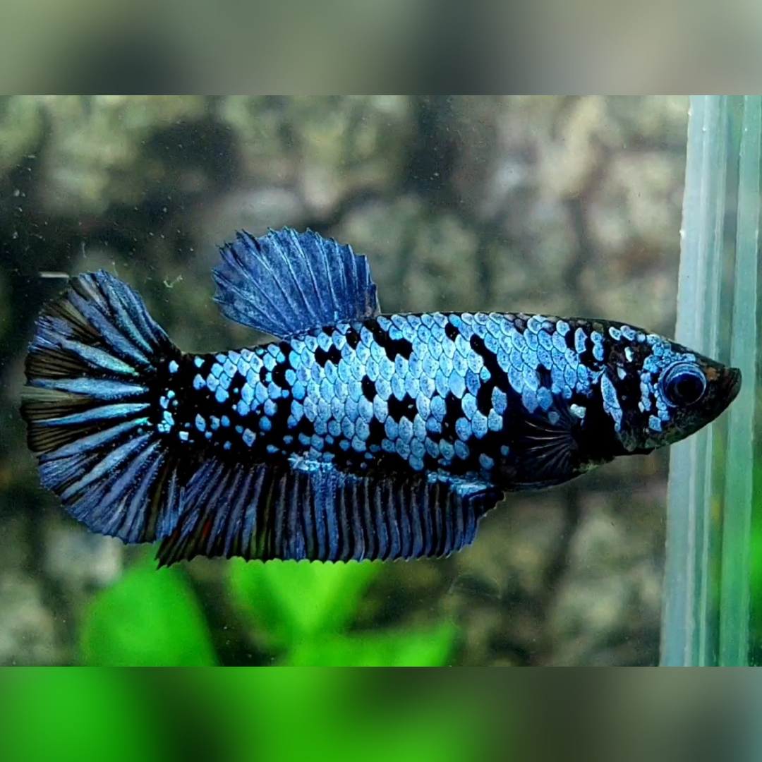 Avatar Steel Blue HMPK Female For Sorority / Breed