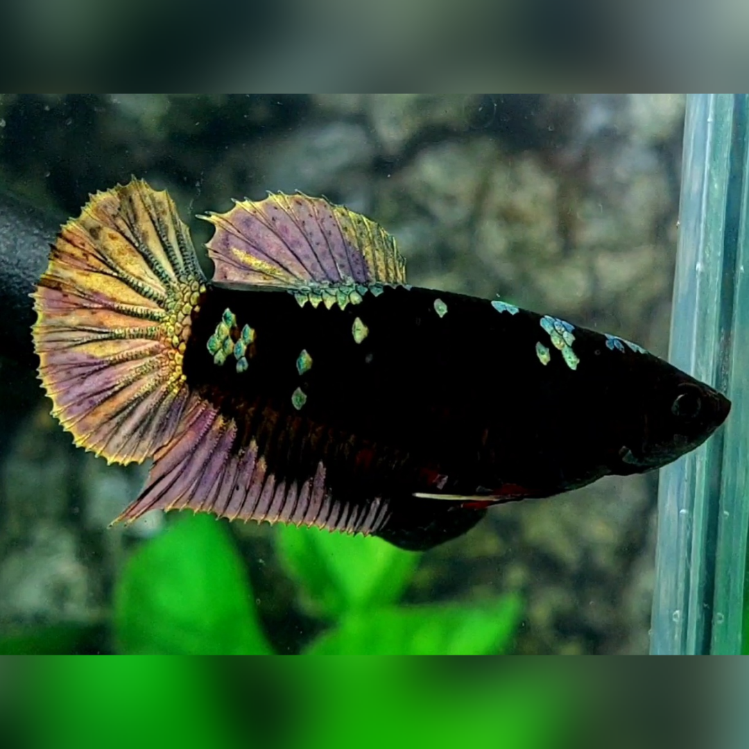 Blackstar Copper Purple Gold HMPK Female For Sorority / Breed