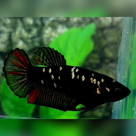 Blackstar Red Copper Gold HMPK Female For Sorority / Breed