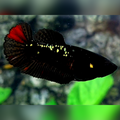 Blackstar Red Copper Gold HMPK Female For Sorority / Breed