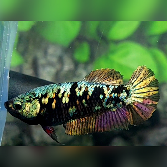 Avatar Copper Purple Gold HMPK Female For Sorority / Breed