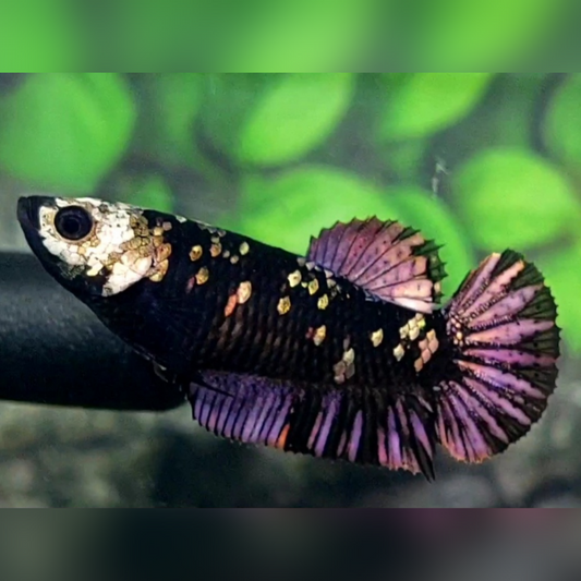 Blackstar Avatar Copper Purple Gold HMPK Female For Sorority / Breed