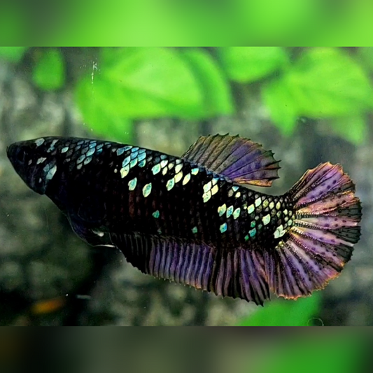 Blackstar Copper Purple HMPK Female For Sorority / Breed