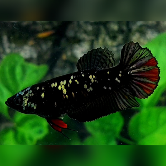 Blackstar Avatar Copper Gold HMPK Female For Sorority / Breed