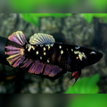 Avatar Copper Purple Gold HMPK Female For Sorority / Breed