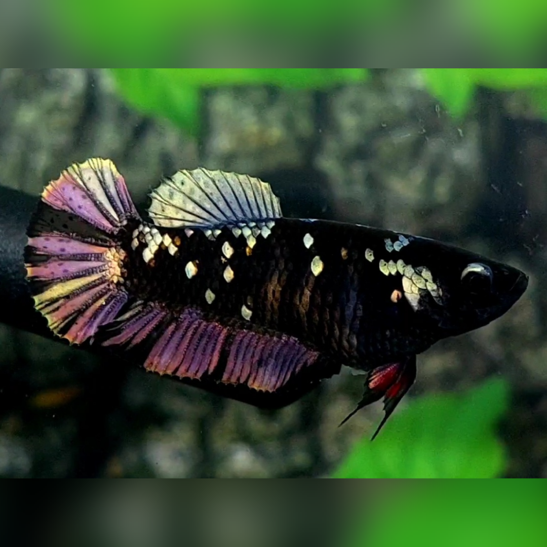 Blackstar Avatar Copper Purple Gold HMPK Female For Sorority / Breed