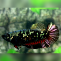 Blackstar Avatar Copper Purple Red Gold HMPK Female For Sorority / Breed