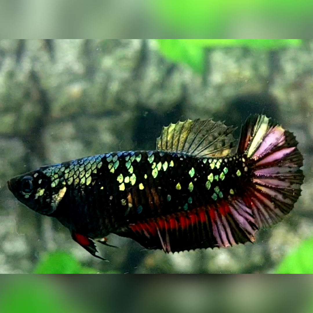 Blackstar Avatar Copper Purple Red Gold HMPK Female For Sorority / Breed