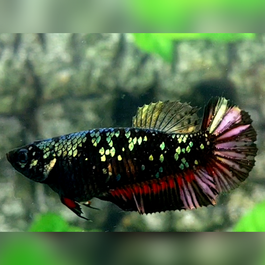 Blackstar Avatar Copper Purple Red Gold HMPK Female For Sorority / Breed