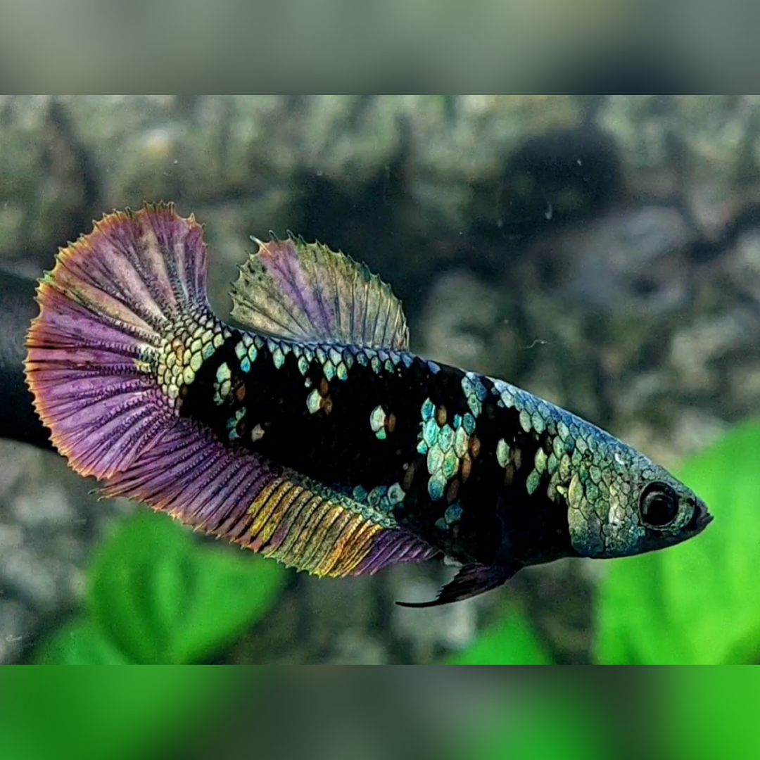 Blackstar Avatar Copper Purple Gold HMPK Female For Sorority / Breed