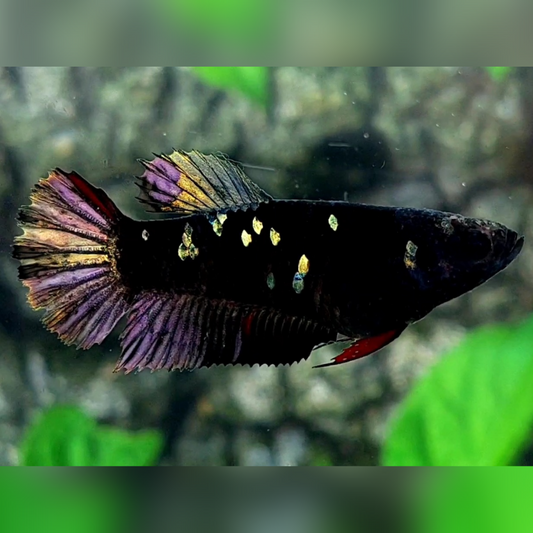 Blackstar Copper Purple Gold HMPK Female For Sorority / Breed