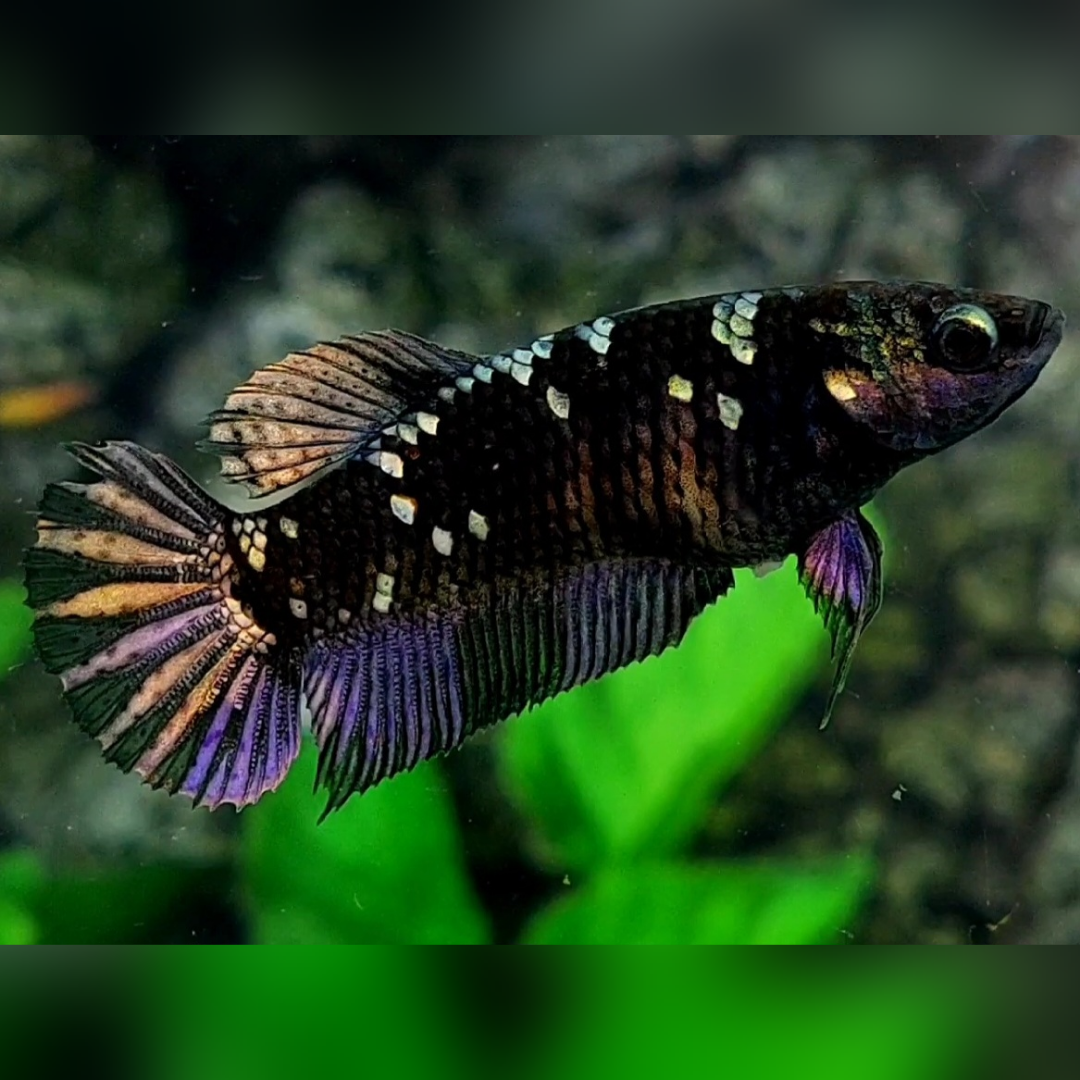 Blackstar Copper Purple Gold HMPK Female For Sorority / Breed