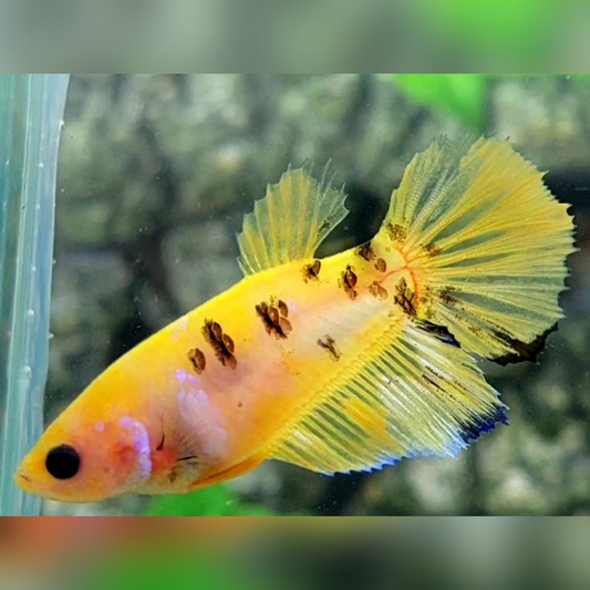 Yellow Koi Tiger Halfmoon Female For Sorority / Breed