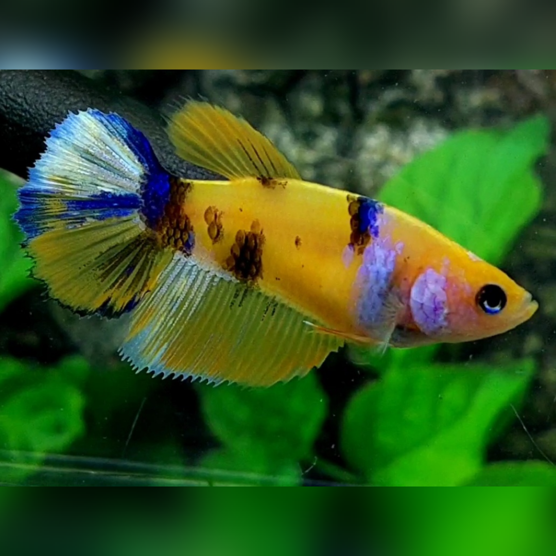 Yellow Koi Tiger Purple Galaxy Halfmoon Female For Sorority / Breed