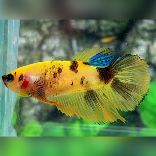 Yellow Koi Tiger Halfmoon Female For Sorority / Breed