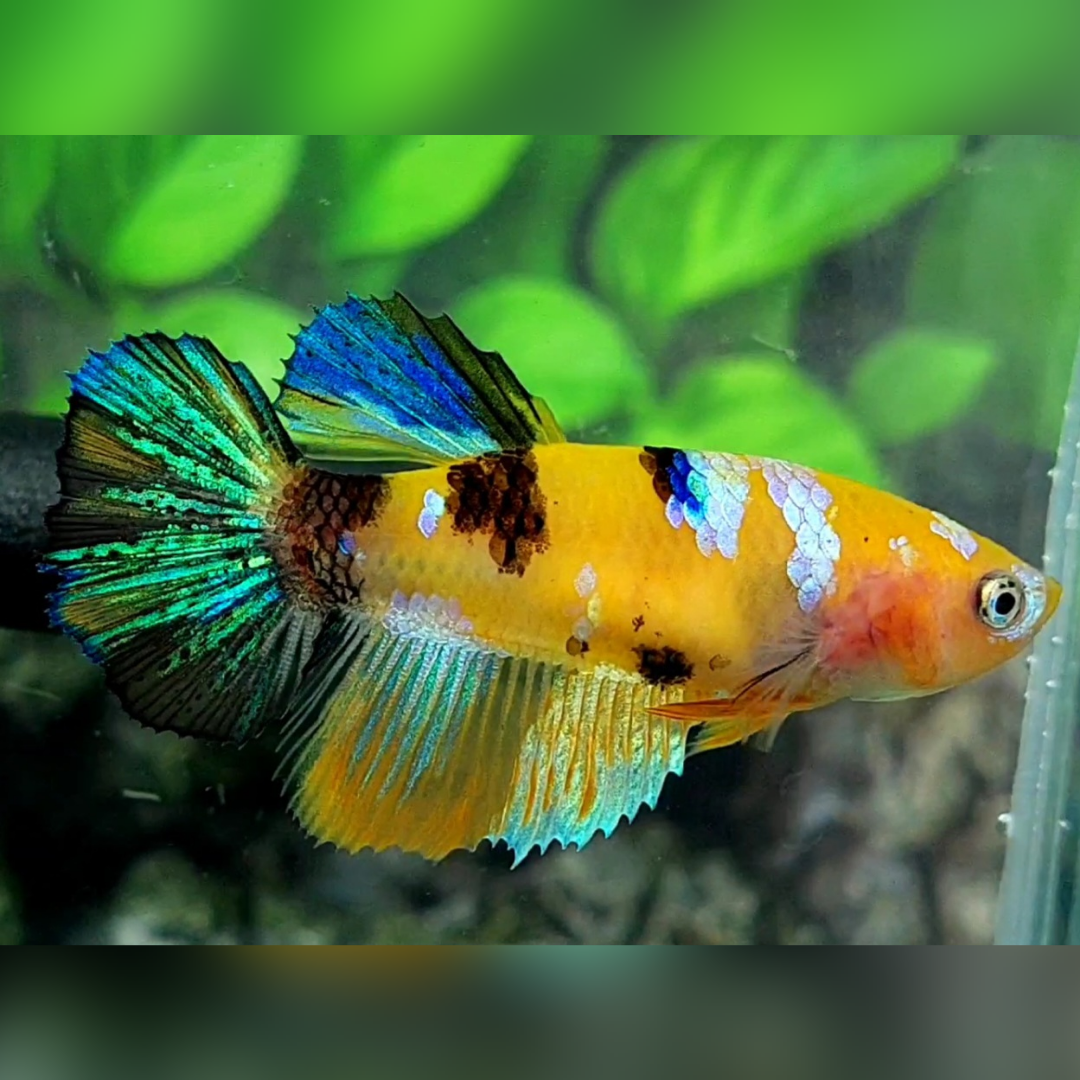 Yellow Koi Tiger Galaxy Halfmoon Female For Sorority / Breed