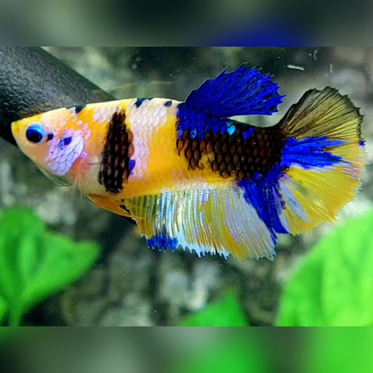 Yellow Blue Tiger Pink Galaxy Halfmoon Female For Sorority / Breed