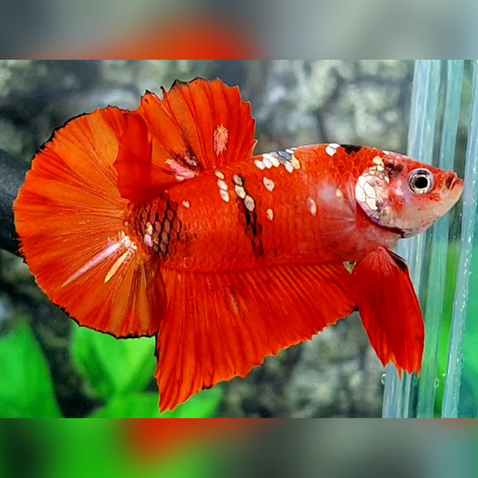 Red Copper Gold Galaxy HMPK Male