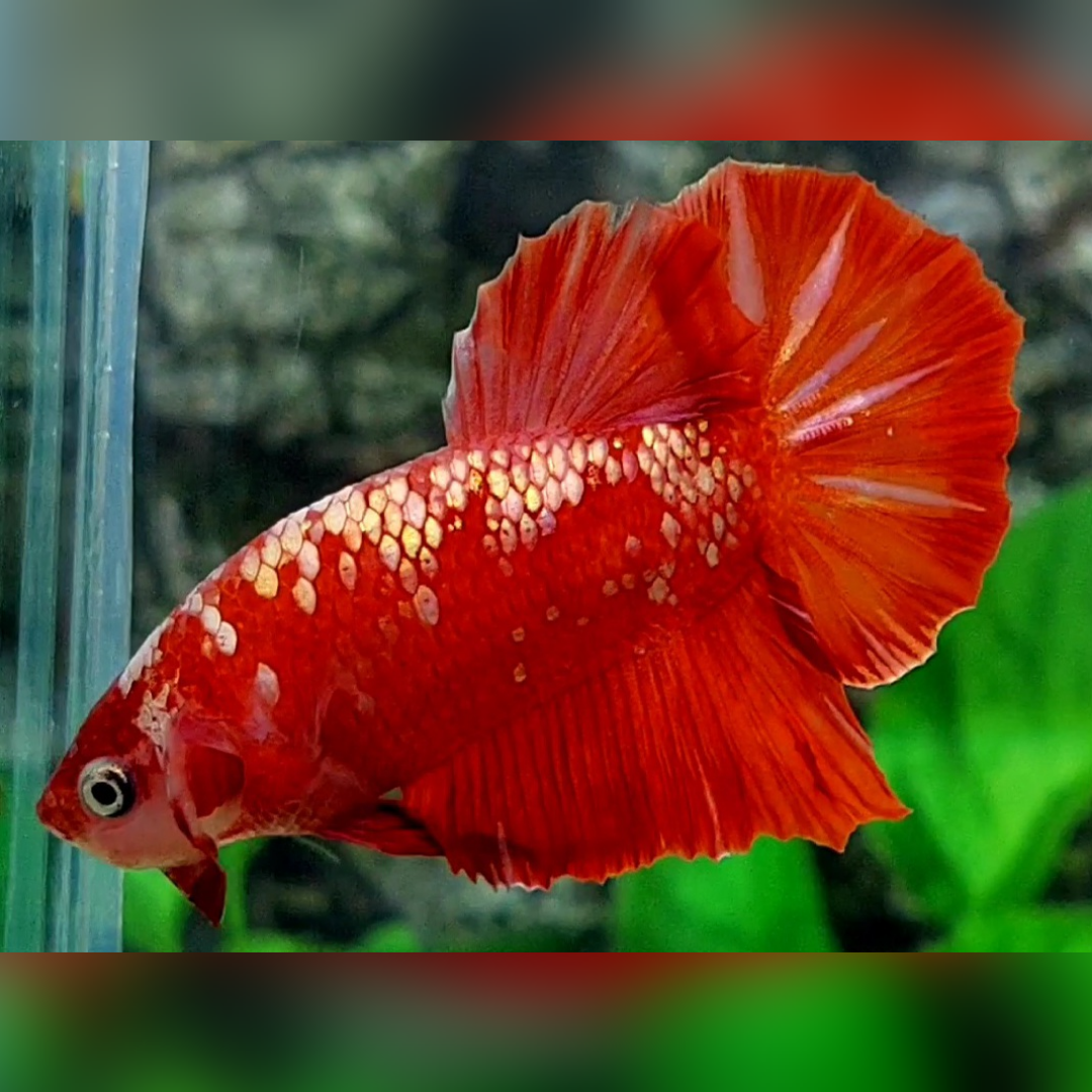 Red Gold Galaxy HMPK Male