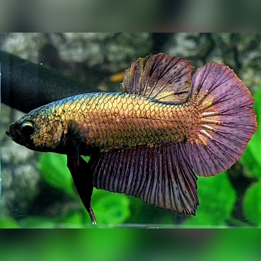 Solid Copper Gold Purple HMPK Male