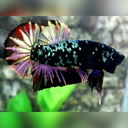 Blackstar Copper Purple Gold HMPK Male