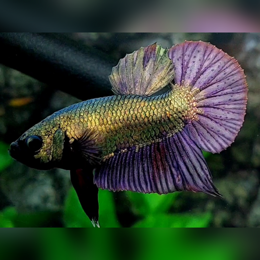 Solid Copper Green Purple HMPK Male