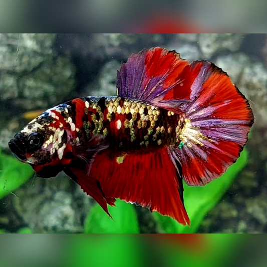 Red Tiger Copper Purple Galaxy HMPK Male