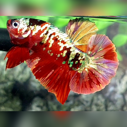 Red Copper Gold Galaxy HMPK Male