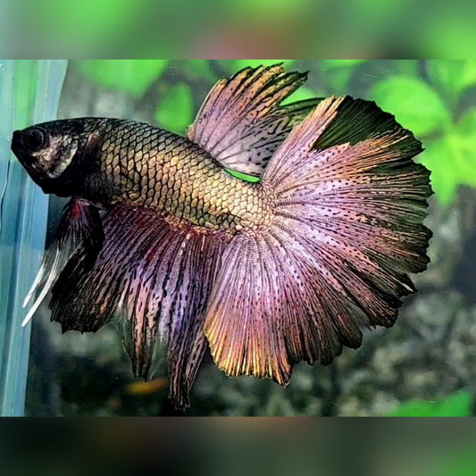 Copper Purple Gold Halfmoon Male