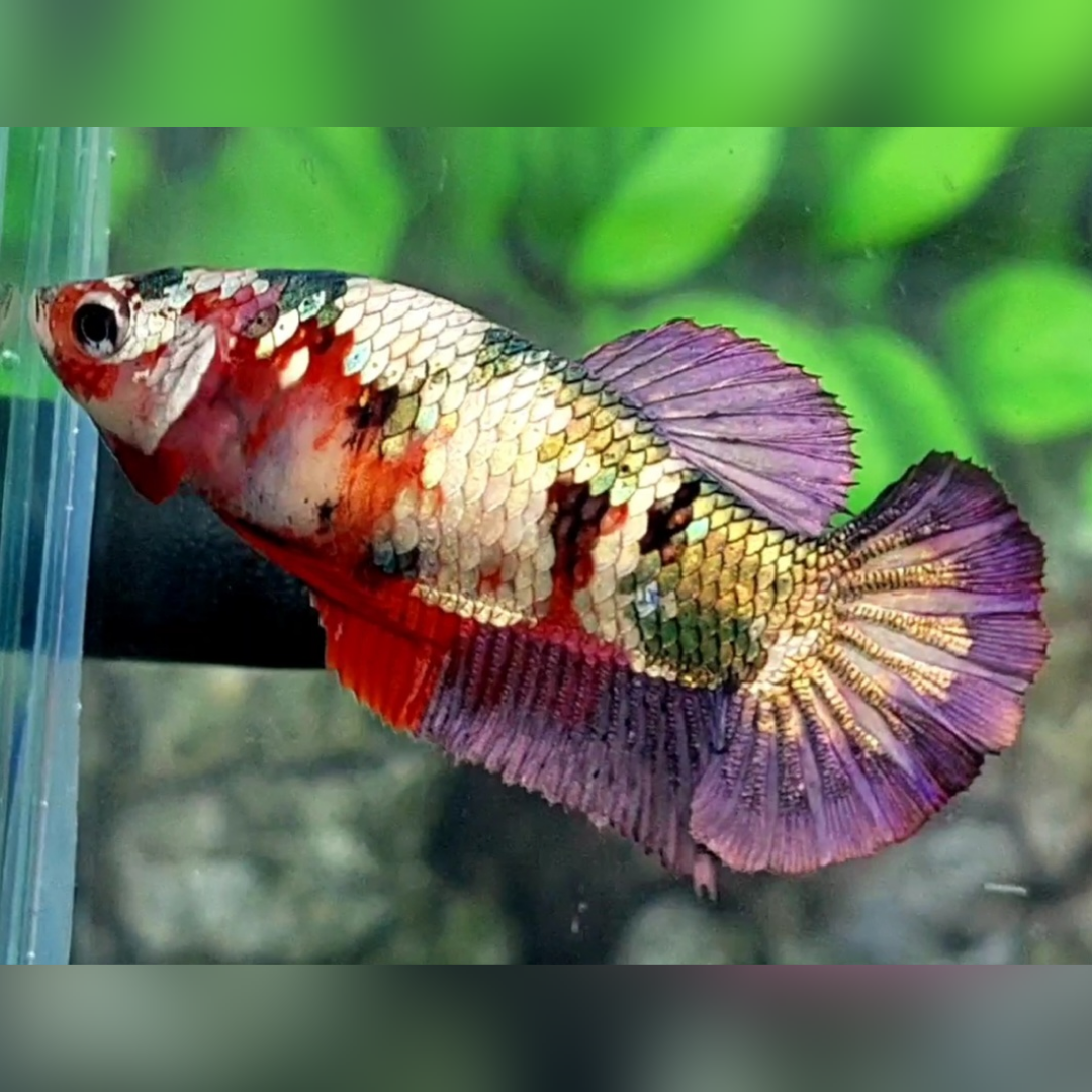 Koi Copper Green Purple HMPK Female For Sorority / Breed