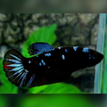 Blackstar Steel Blue HMPK Female For Sorority / Breed