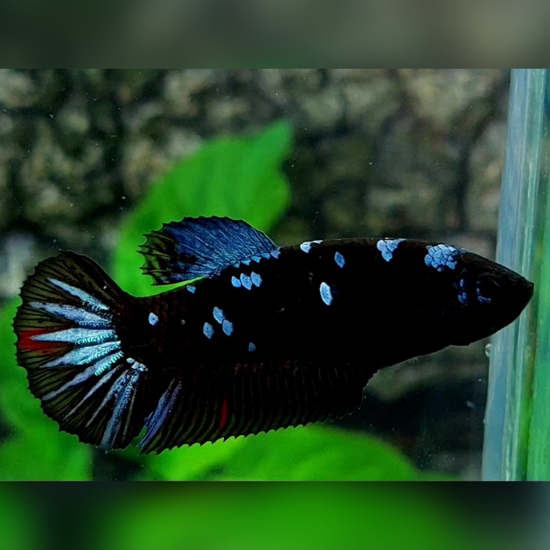 Blackstar Steel Blue HMPK Female For Sorority / Breed