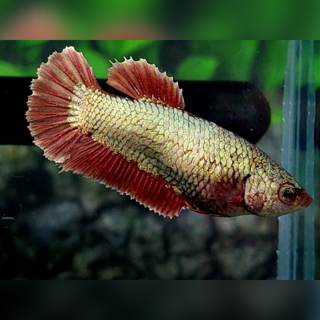 Red Copper Gold Dragon HMPK Female For Sorority / Breed