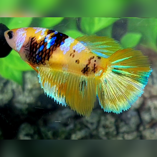 Yellow Tiger Pink Galaxy Halfmoon Female For Sorority / Breed